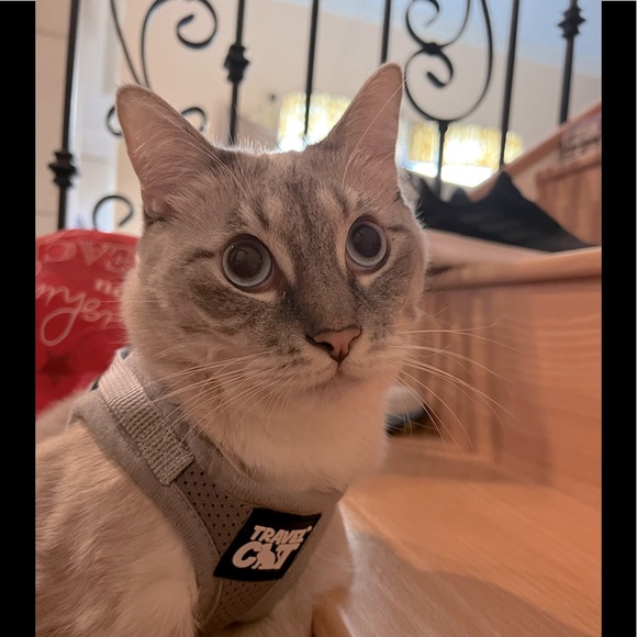 Meet your Posher, Erika - Picture 1 of 1